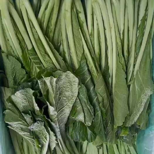 盈江县长寿菜