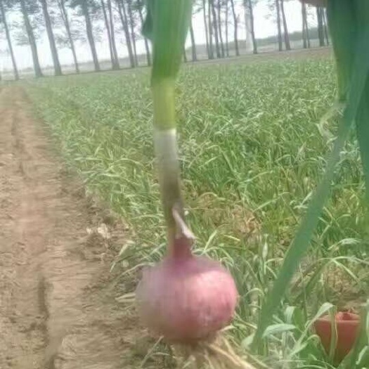 黑山县辽宁独头蒜