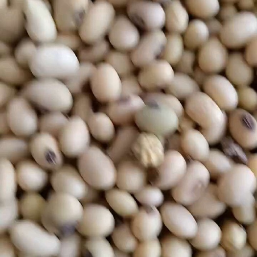 邻水县黄大豆  黄豆，  眉毛豆，黑眉毛豆子