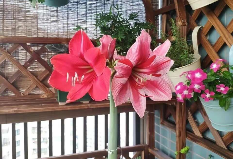 君大苗圃