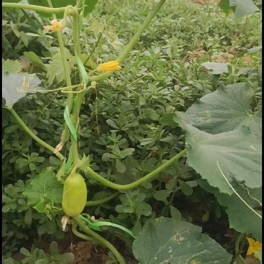 威县玉女黄瓜白富强黄瓜水果黄瓜拇指黄瓜