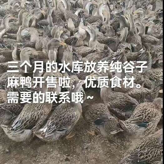 东安县纯谷子麻鸭。三个月以上的纯谷子麻鸭，水库放养。均重4斤左右