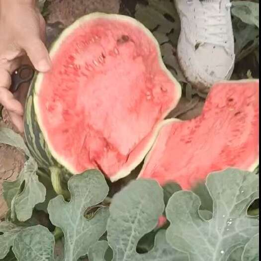昭通西瓜