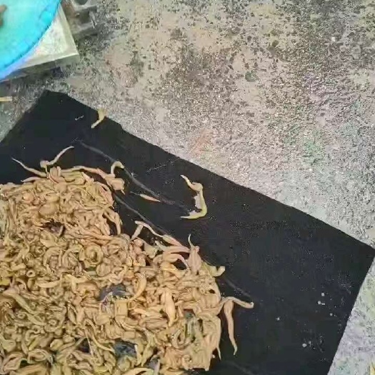 亳州纯蚂蝗开口苗，满月苗，青年苗！！