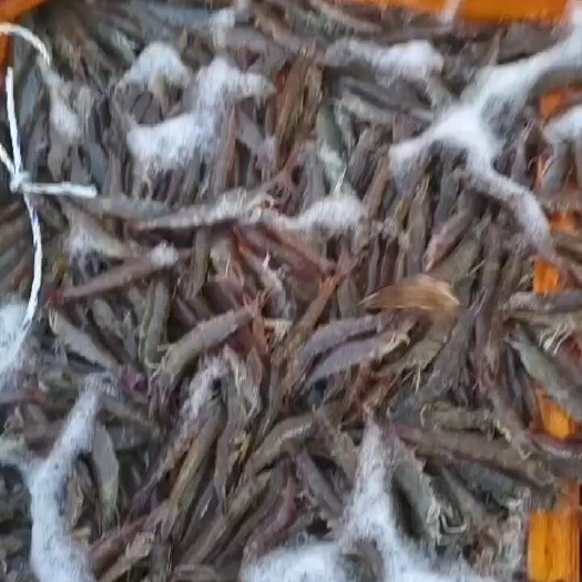 廊坊产地直发，对接商超，市场