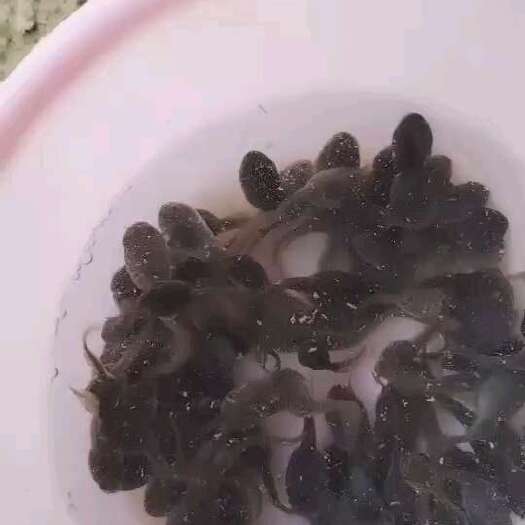 东山县234牛蛙中苗