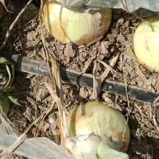 夏邑县黄皮洋葱