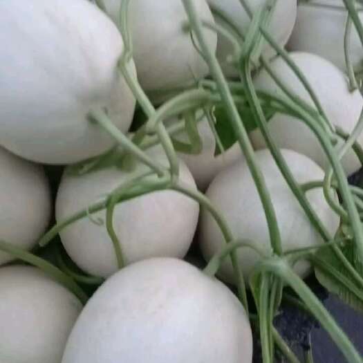 滑县玉菇