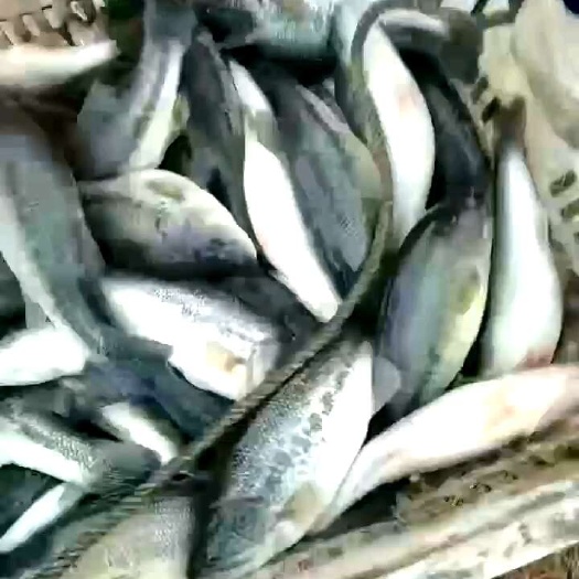 昆明水库鲈鱼成品鱼