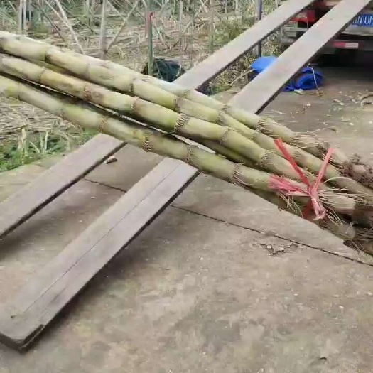 广州白