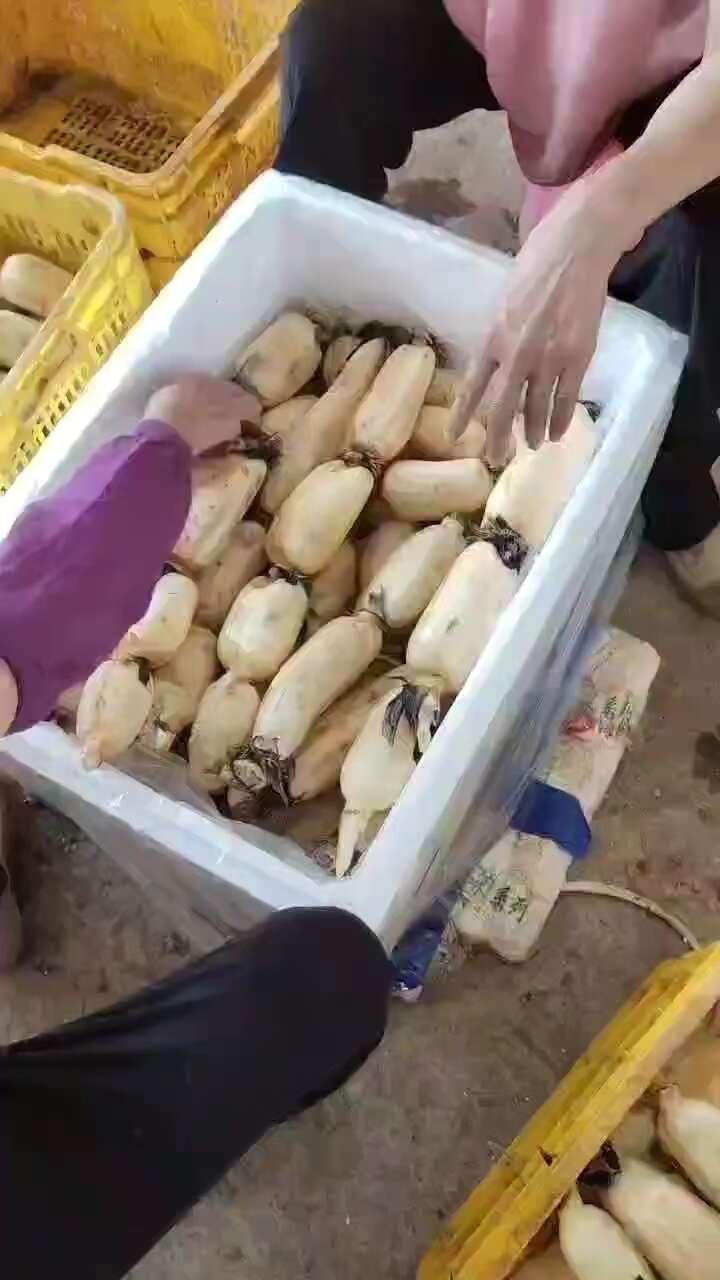 云南，广西新藕，大量有货，需要的老板可以直接联系我。