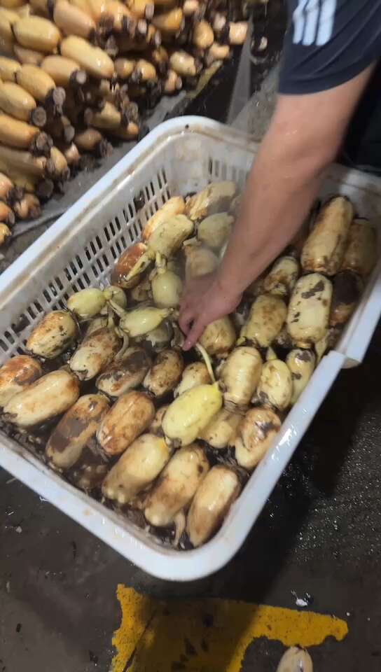 云南，广西新藕，大量有货，需要的老板可以直接联系我。
