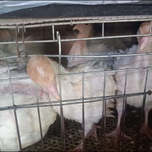 昆明尼古拉火鸡