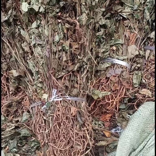 玉林鱼腥草新货上市扎把一切好量大优惠