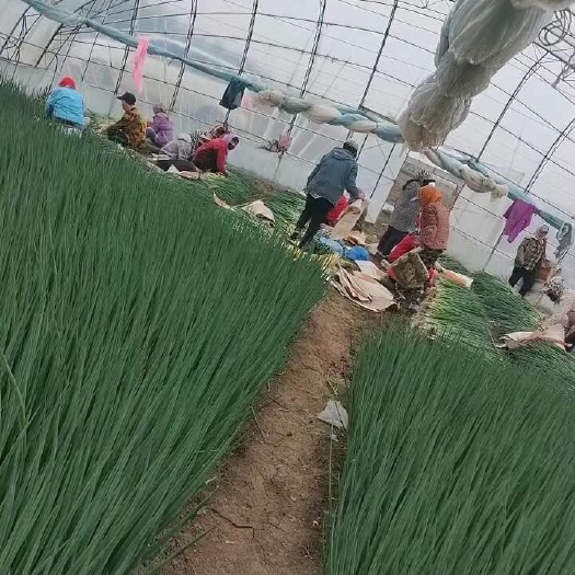 公主岭市吉林香葱基地，全国发货