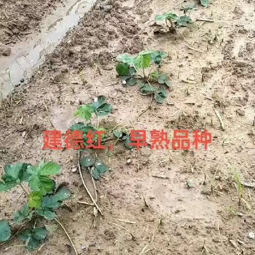 兴安县建德红草莓苗