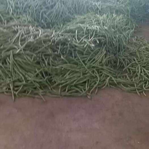 武山县架豆王