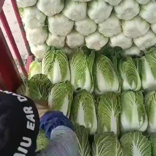 精品黄心大白菜
