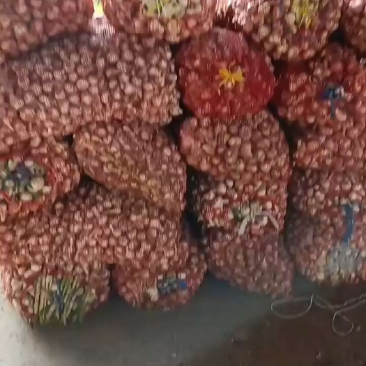 射阳县射阳白蒜