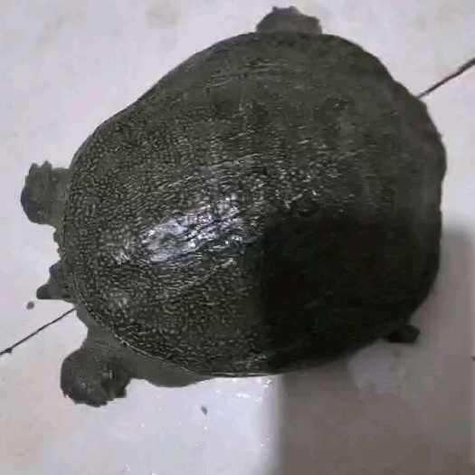 湖北温室人工甲鱼，规格齐全，价位经济实惠，适合用于办酒席，
