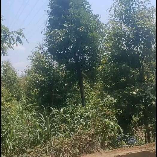 湄潭县出售苗木