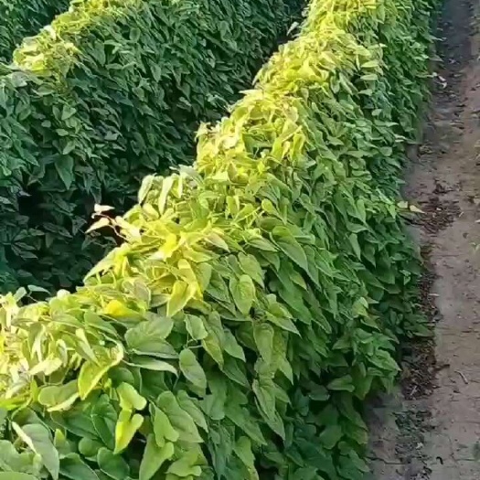 青州市山药种苗 山药新品种