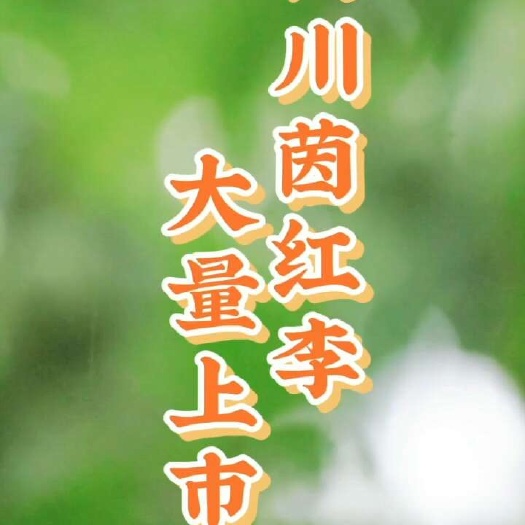 屏山县四川宜宾屏山半边红李子新鲜采摘当季水果批发零售