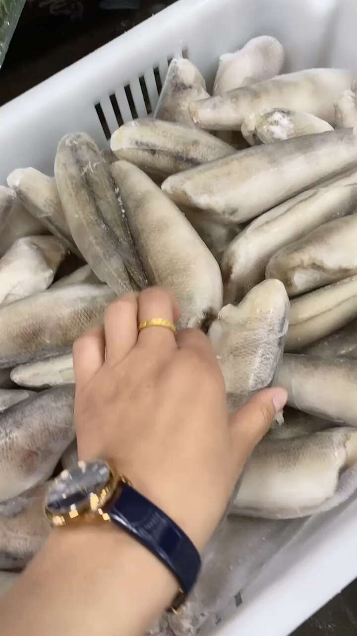 南极冰鱼