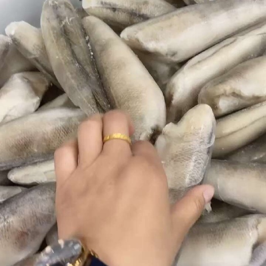 南极冰鱼