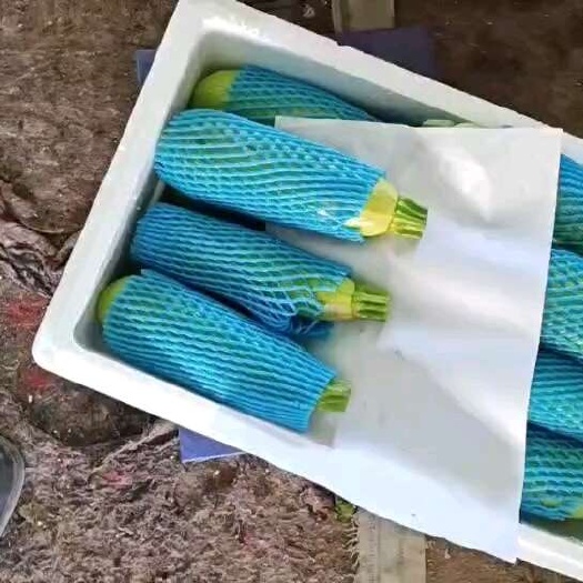 费县绿皮西葫芦  精品西葫芦，口感好，耐运输。
