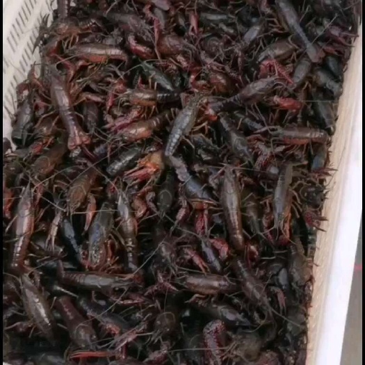 中大青小龙虾