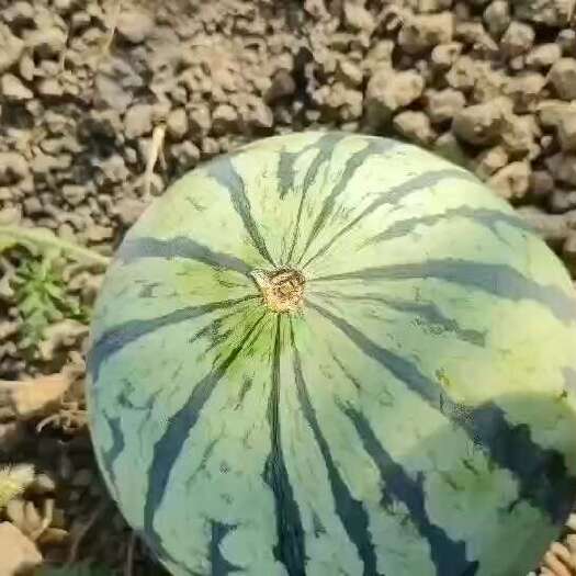 亳州无籽原棚麒麟西瓜大量供应，价格便宜，质量保证