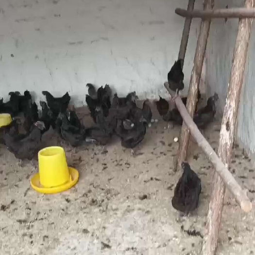 嘉祥县下蛋五黑鸡大量现货。