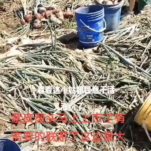 定州市紫皮洋葱