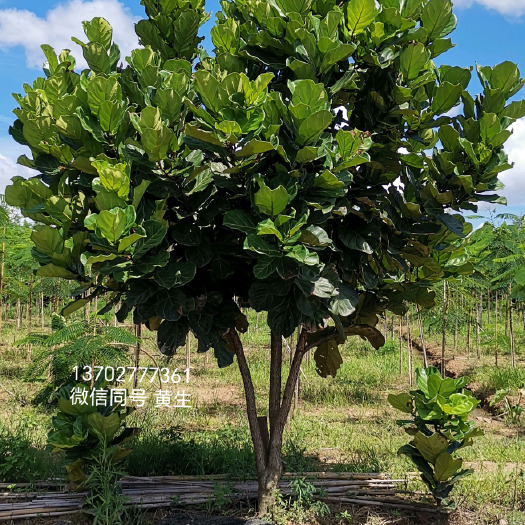 珠海琴叶榕清场处理
