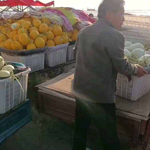 滑县久红瑞甜瓜