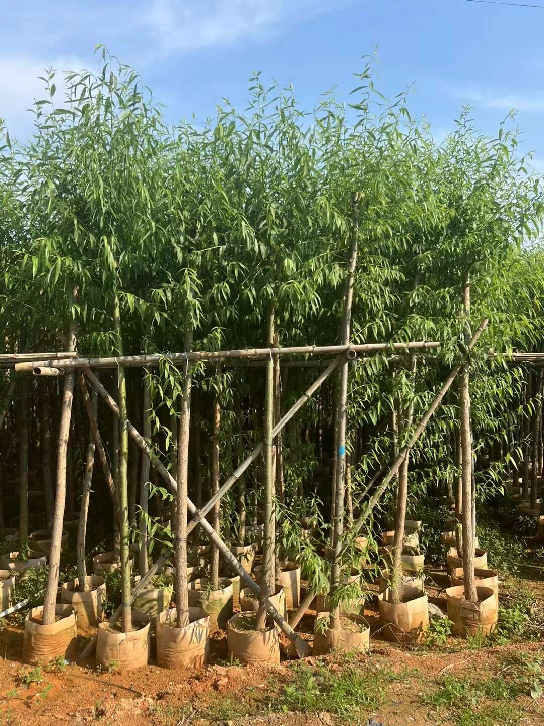 龍盛花木場
