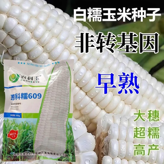 石家庄白糯甜玉米种子矮杆大棒四季播玉米非转基因超甜糯玉米种子