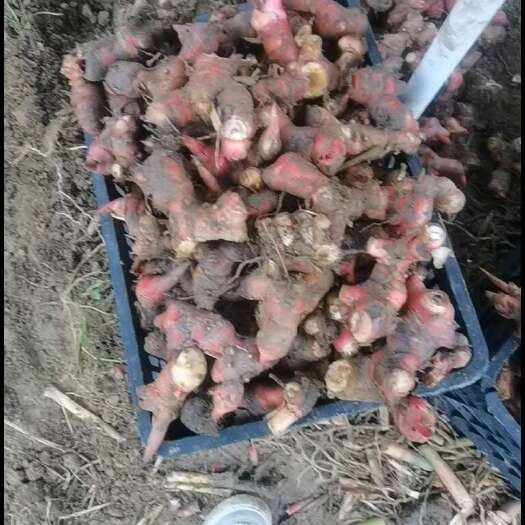 桂平市潮州红皮大肉南姜