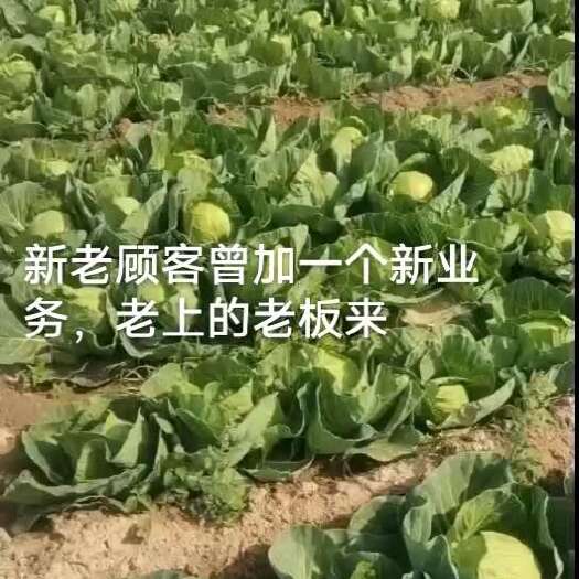 甘蓝包菜