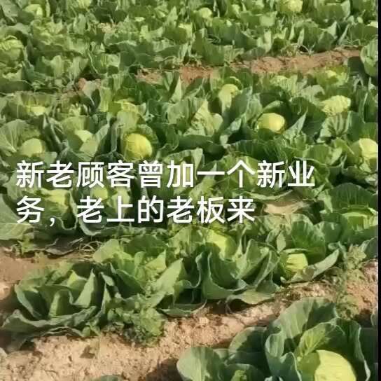 甘蓝包菜