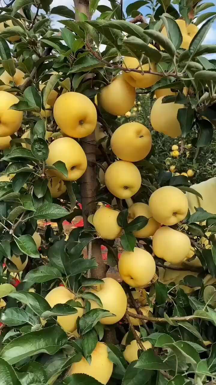 维纳斯黄金苹果苗 品种纯真 基地现起现发货 根系发达成活率高