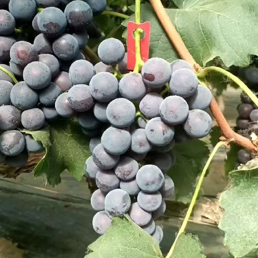 威县大棚夏黑