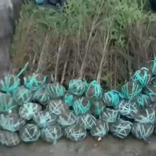 云杉土球苗