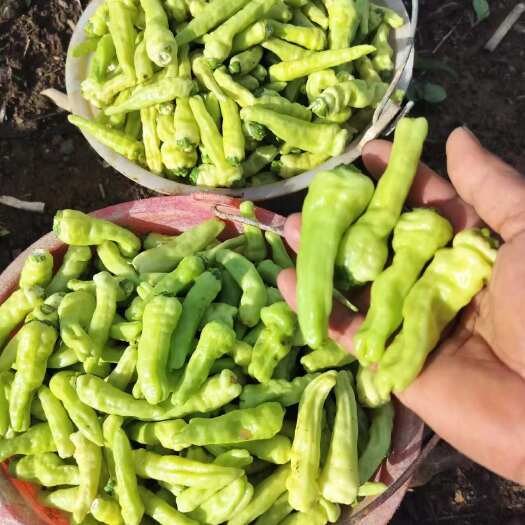 麻栗坡县云南白米椒