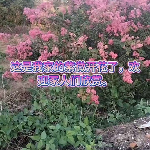 松滋市红火箭紫微树，花期约4个月，好种易管理极少病虫害，可编织花瓶