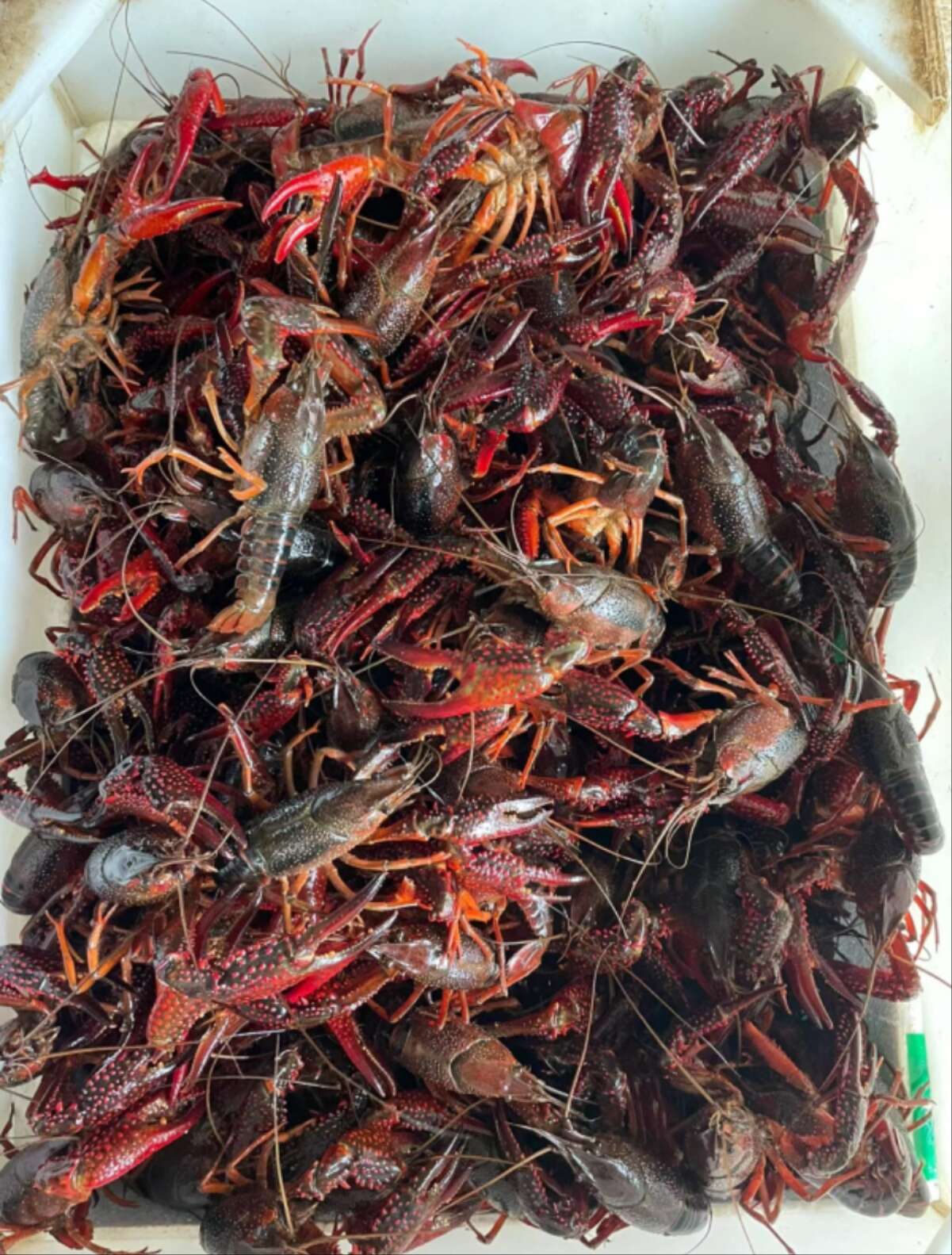 湖北潜江小龙虾  4-6钱3-4底板干净一手货源基地直发