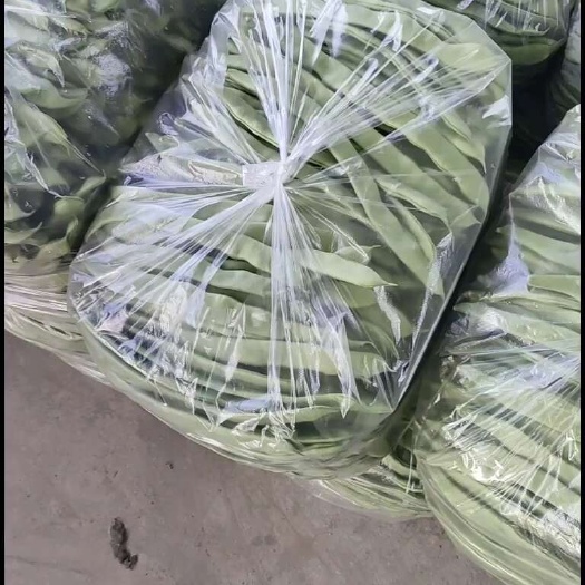 刀豆