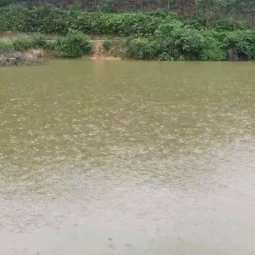 上林县因没有人力物力，现招租50亩鱼塘，座标广西壮族自治区上林县