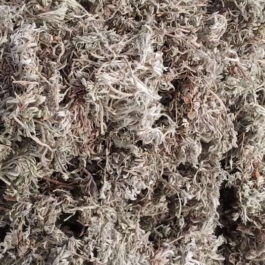 绵茵陈新货上市